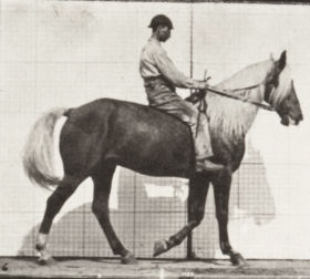 Plate 653 'Buckskin' walking, lame front right foot — figure reference